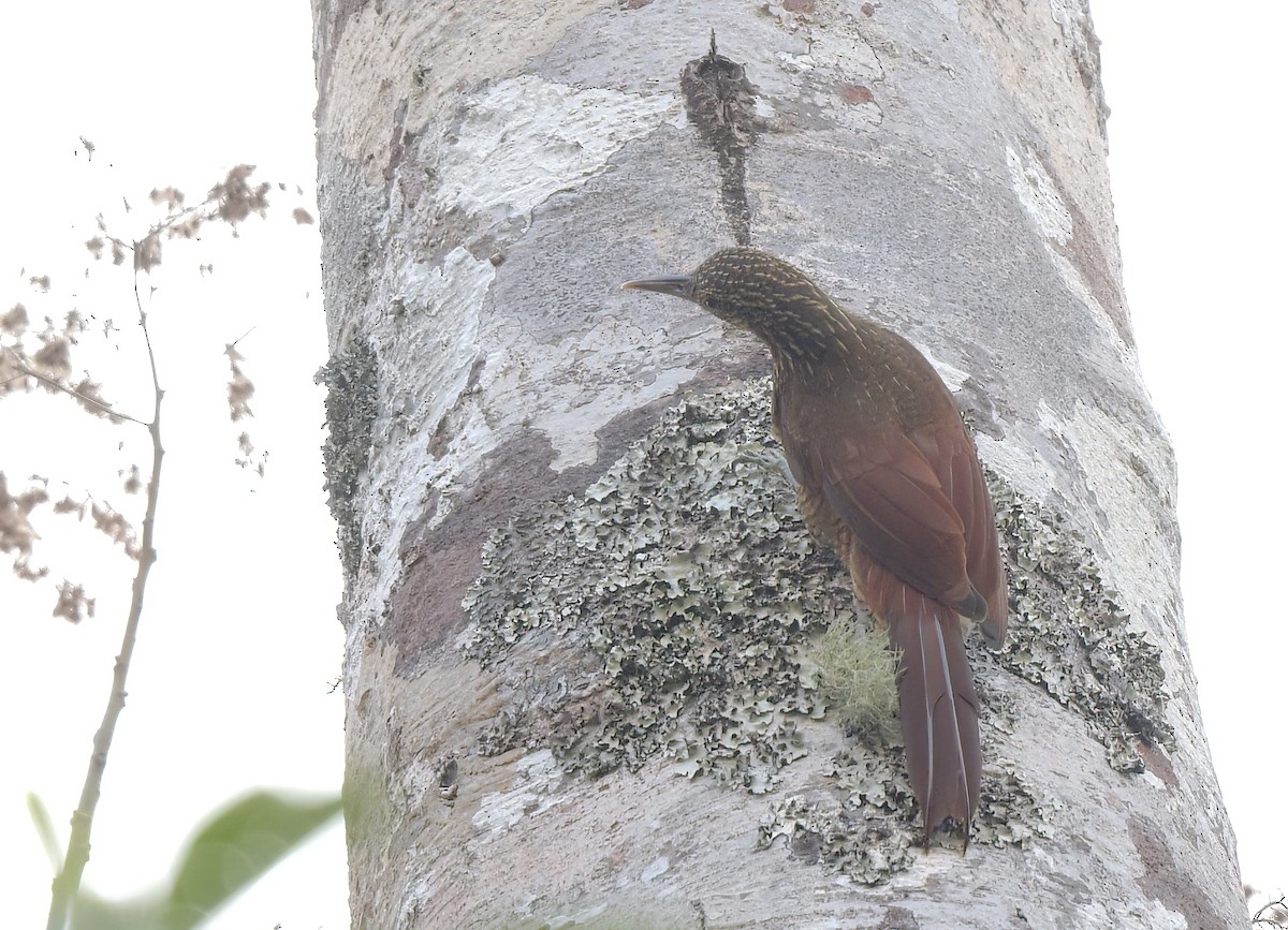 Black-banded Woodcreeper - ML642238101