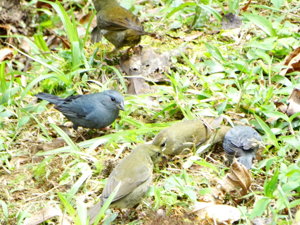 Uniform Finch - ML642238126