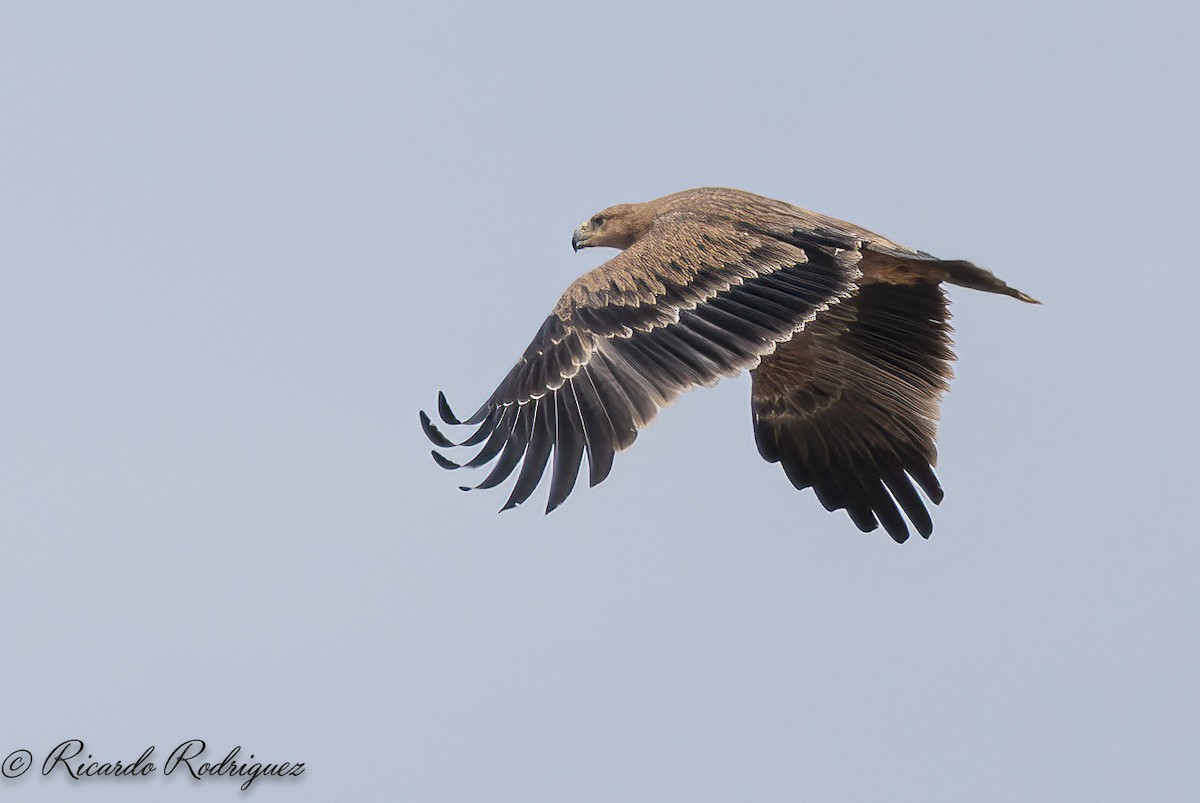 Spanish Eagle - ML642238138