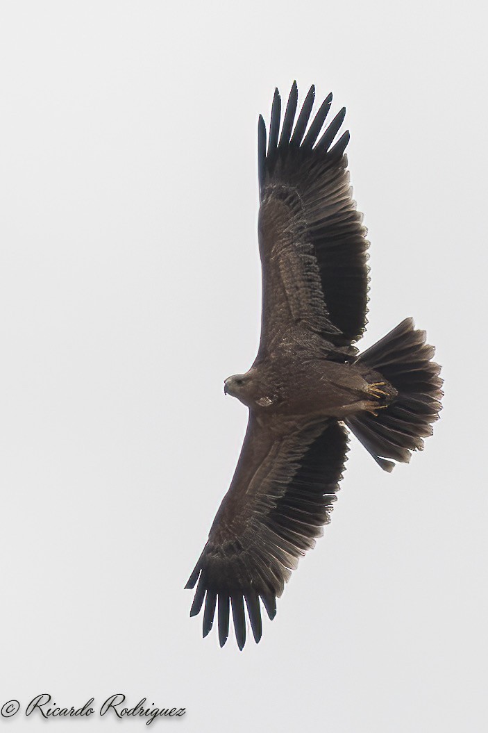 Spanish Eagle - ML642238139