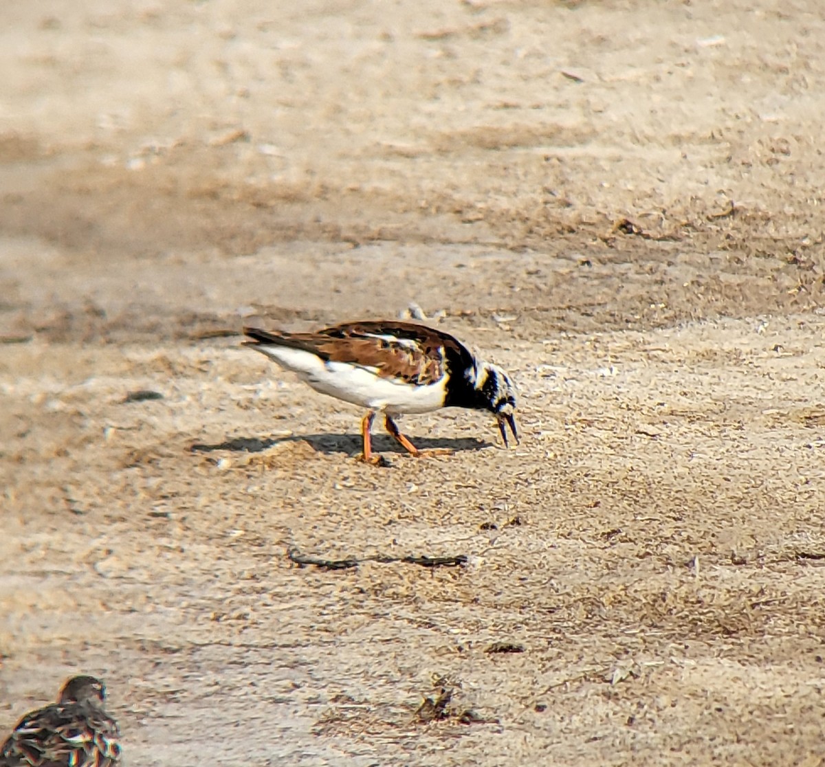 Ruddy Turnstone - Nicole Durtschi