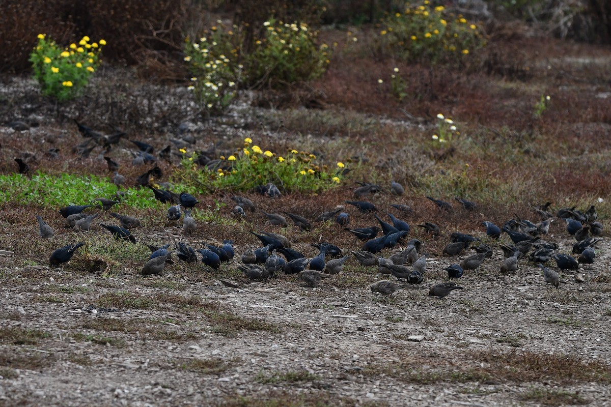 Brown-headed Cowbird - ML642238182