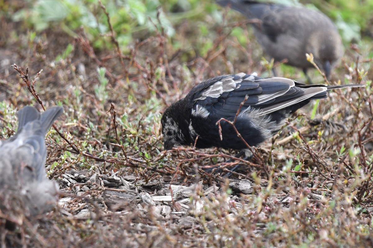 Brown-headed Cowbird - ML642238193