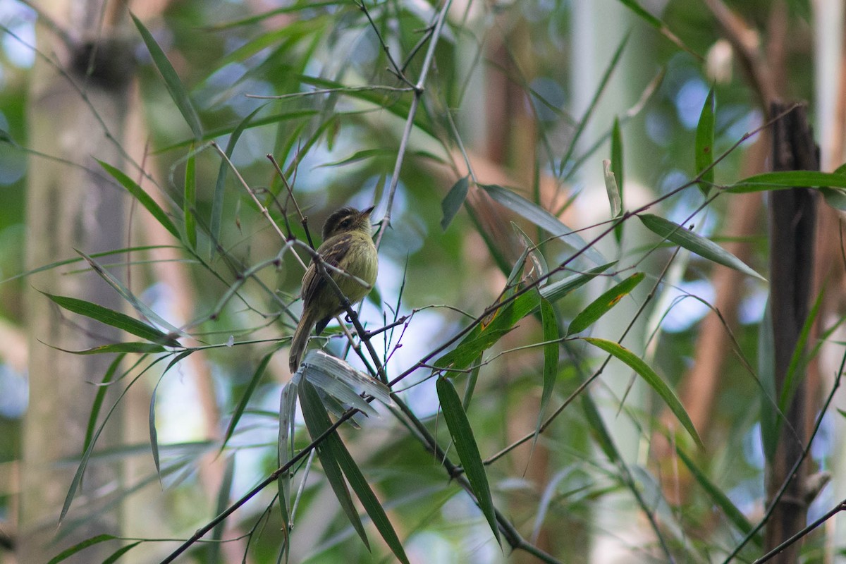 Large-headed Flatbill - ML642238196
