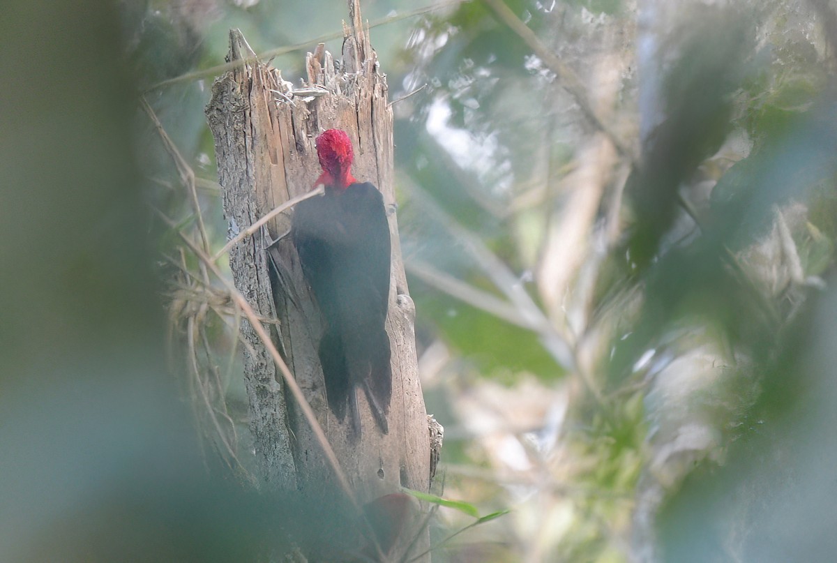 Red-necked Woodpecker - ML642238206
