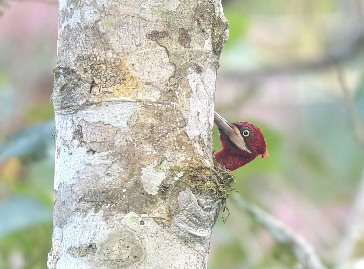 Red-necked Woodpecker - ML642238207