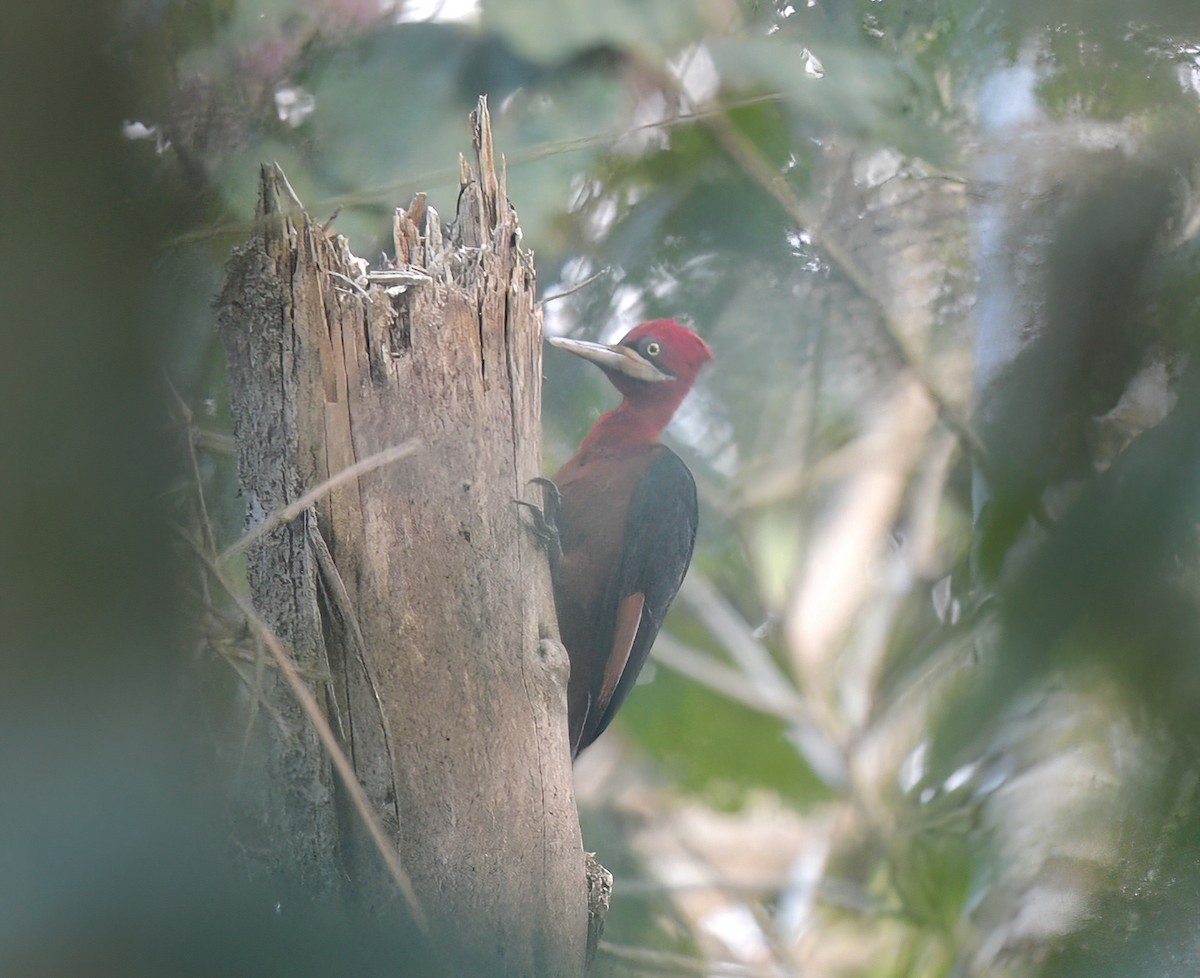 Red-necked Woodpecker - ML642238208