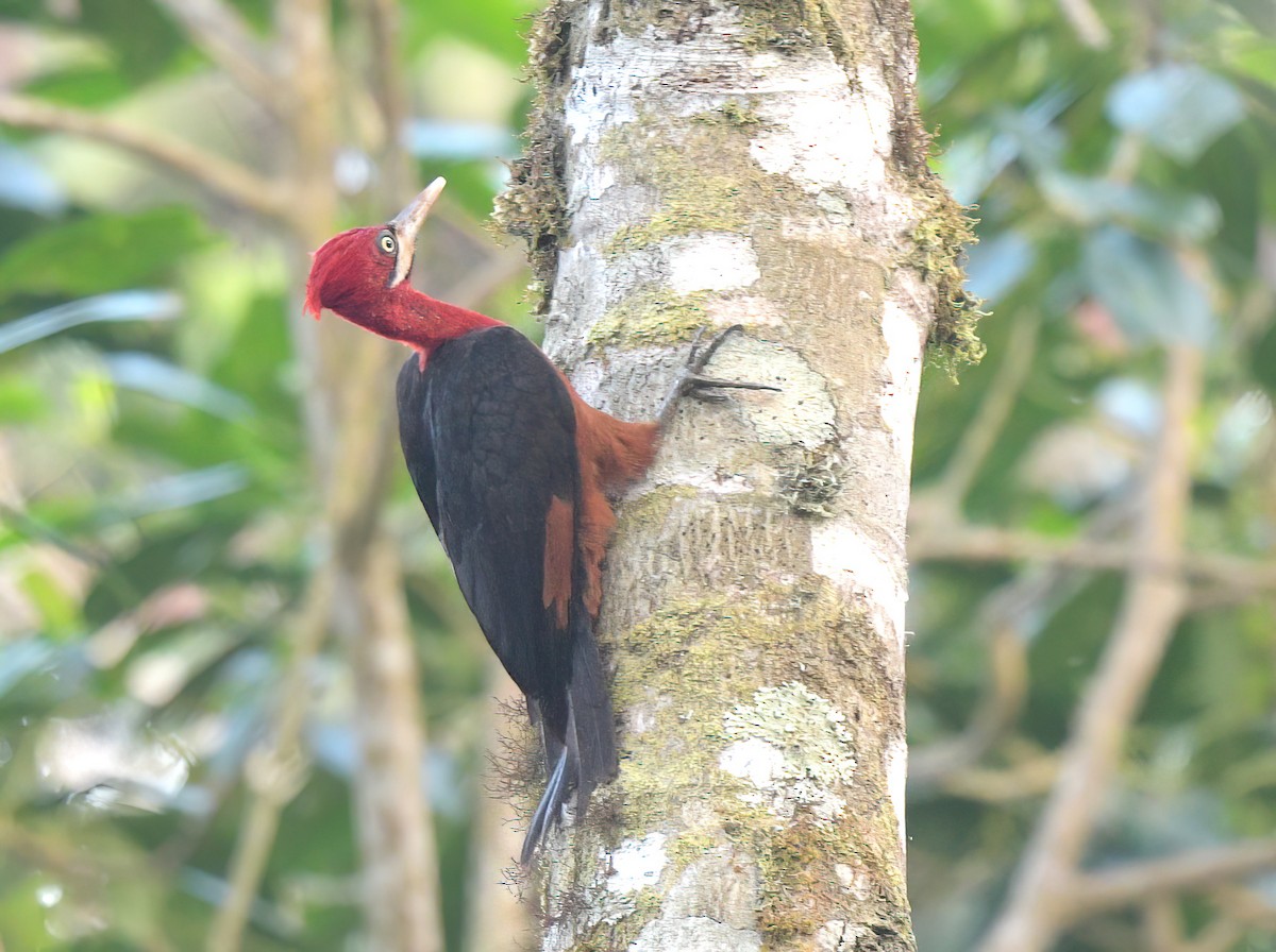 Red-necked Woodpecker - ML642238209