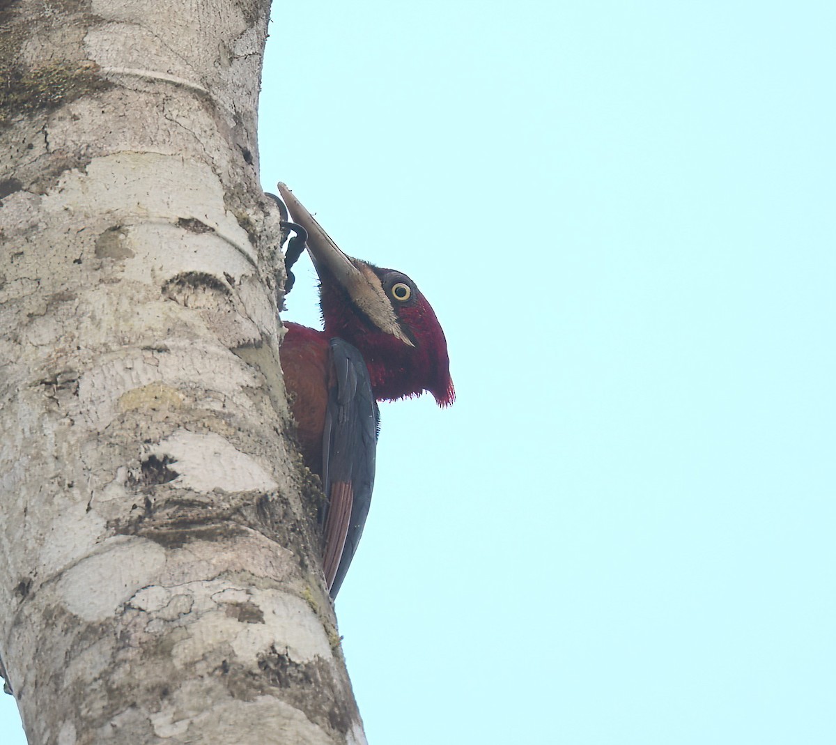 Red-necked Woodpecker - ML642238210