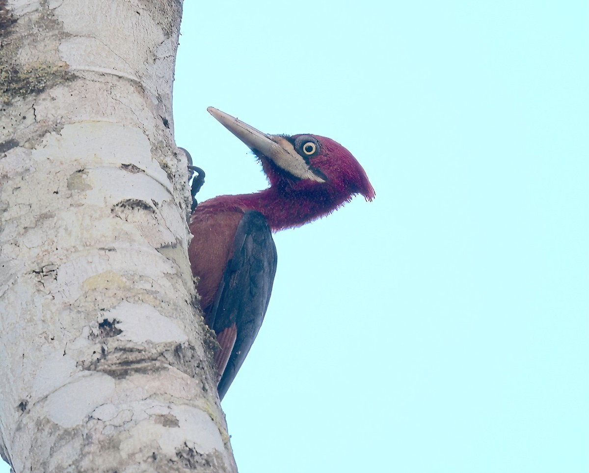 Red-necked Woodpecker - ML642238212