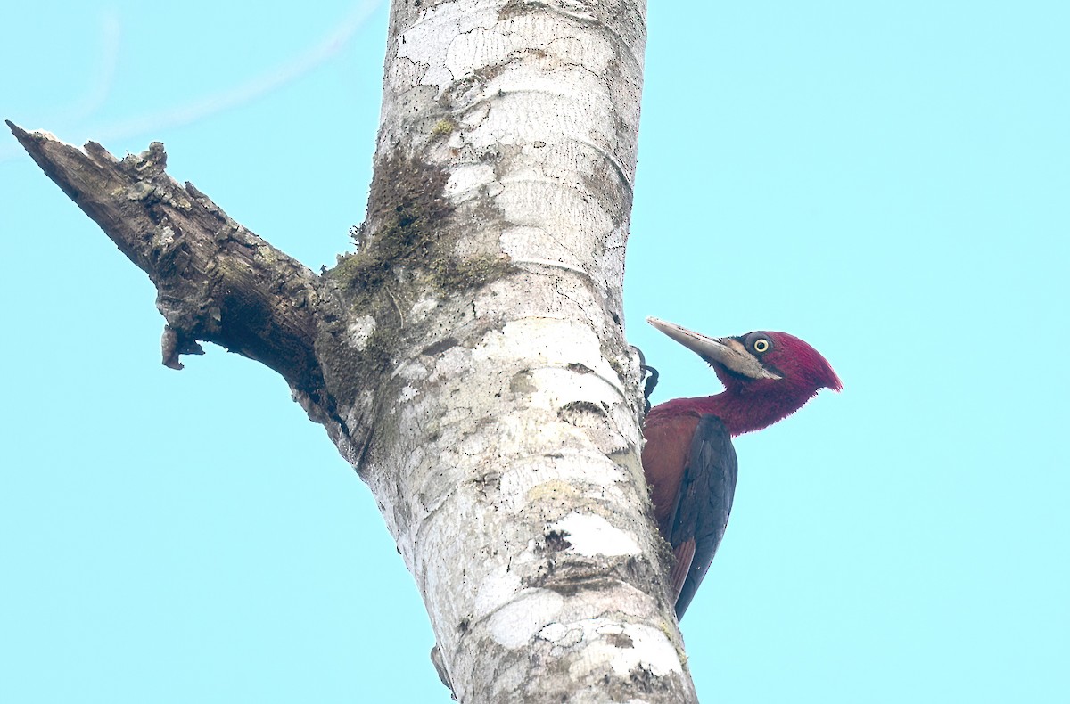 Red-necked Woodpecker - ML642238213