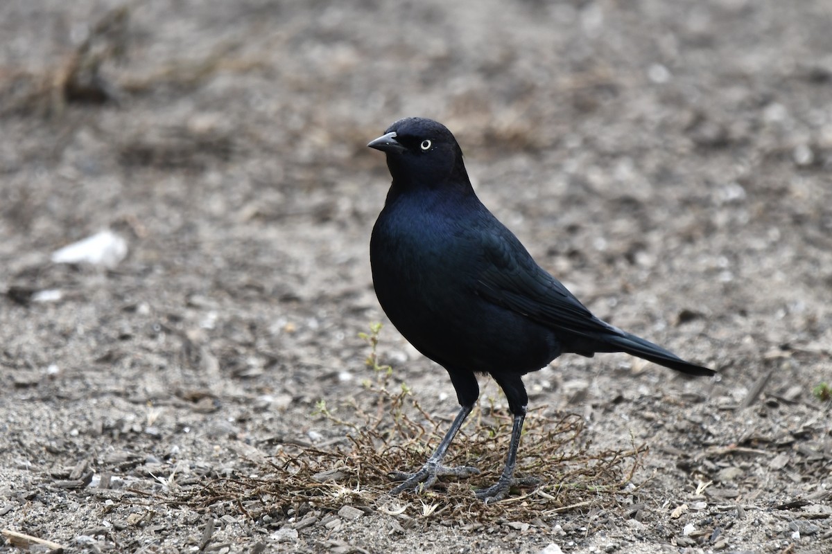 Brewer's Blackbird - ML642238218