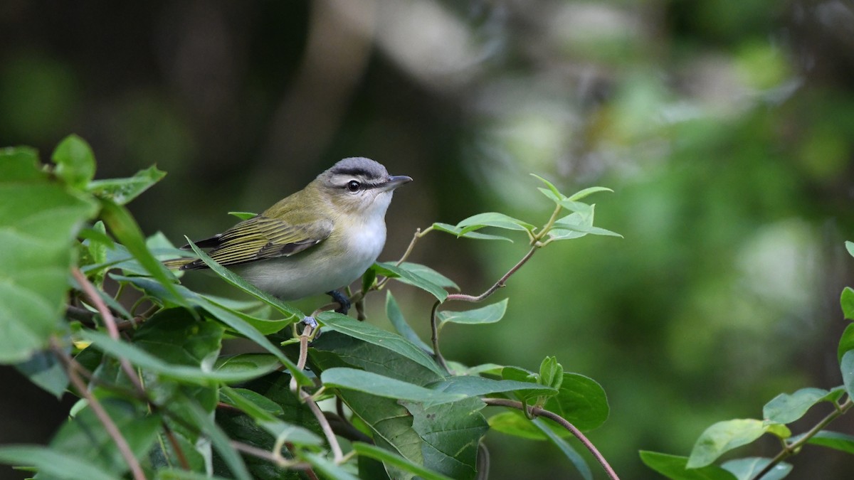 Red-eyed Vireo - ML642238288