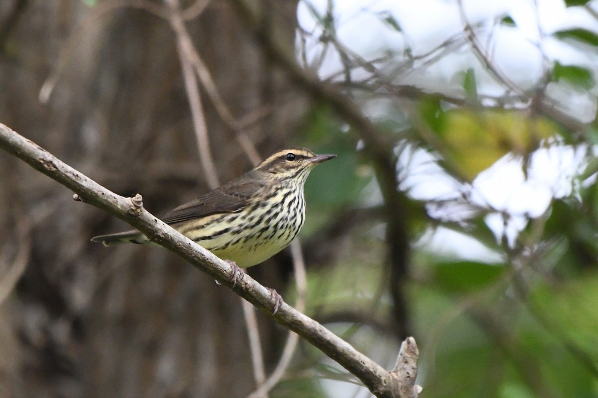 Northern Waterthrush - ML642238295