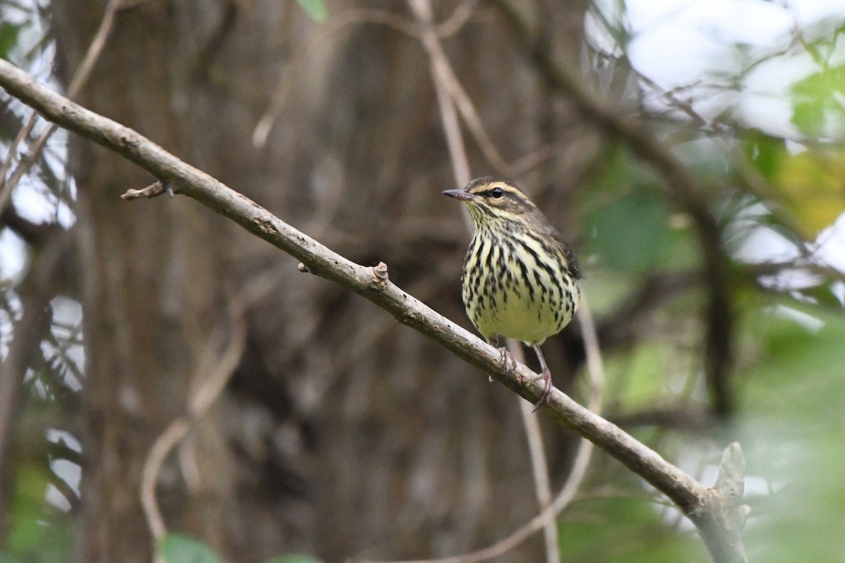 Northern Waterthrush - ML642238296