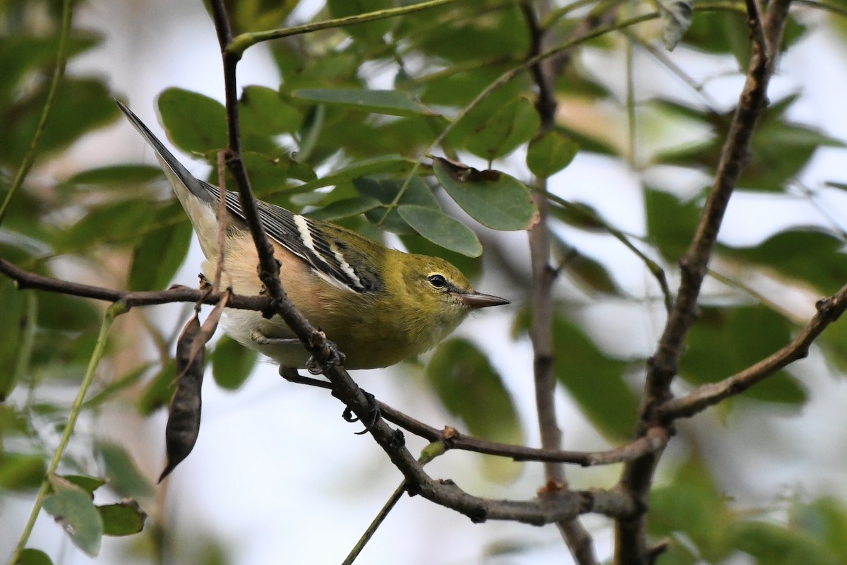 Bay-breasted Warbler - ML642238306
