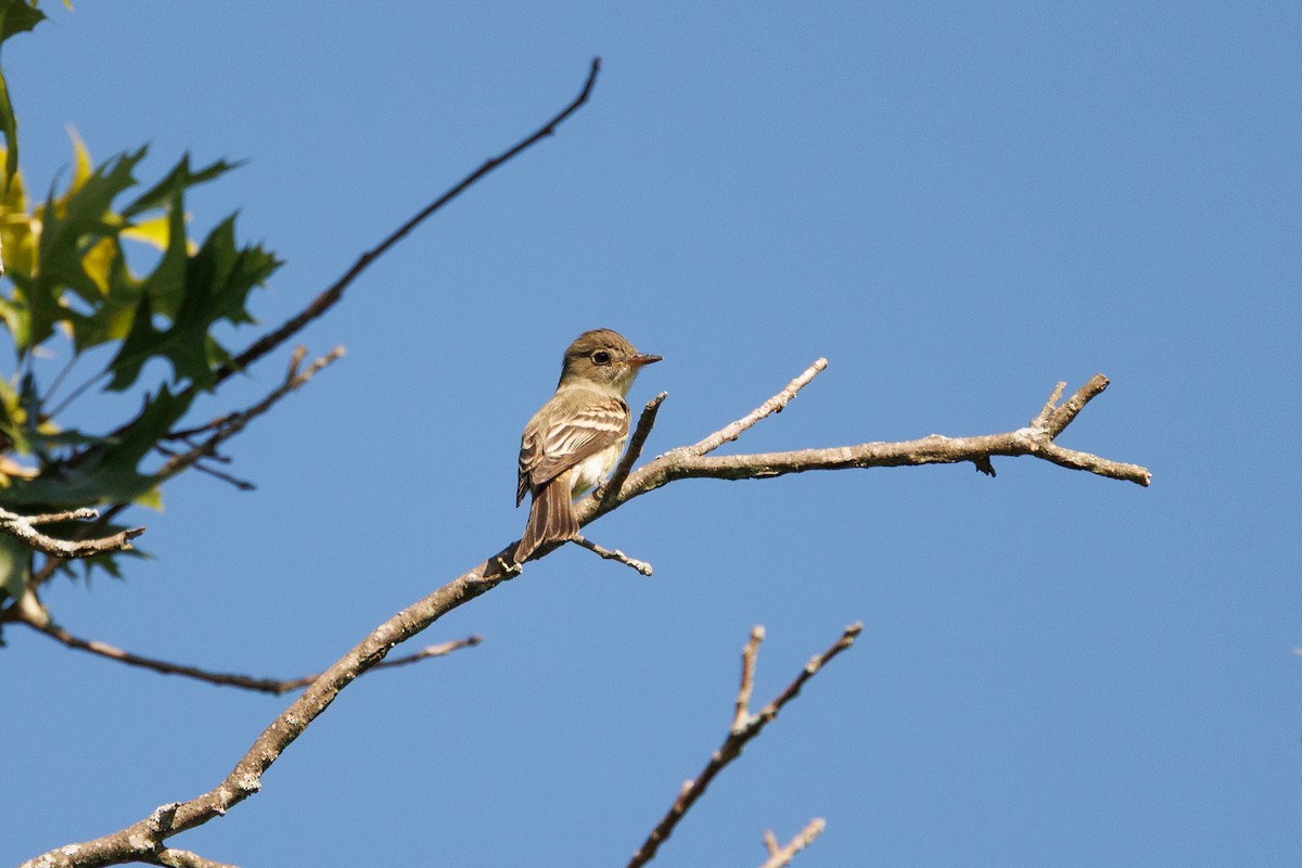 tyrannidé sp. - ML642238310