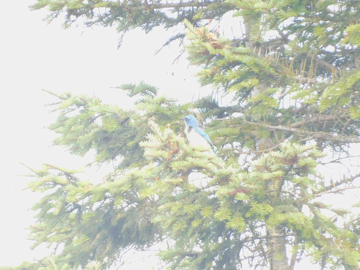 California Scrub-Jay - ML642238340