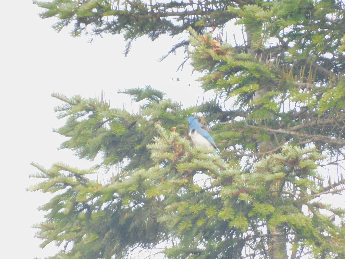 California Scrub-Jay - ML642238341