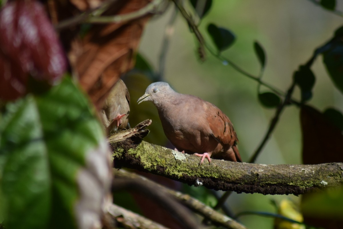 Ruddy Ground Dove - ML642238353