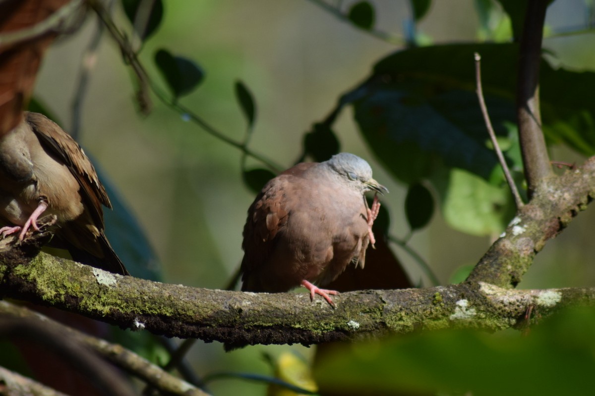 Ruddy Ground Dove - ML642238354
