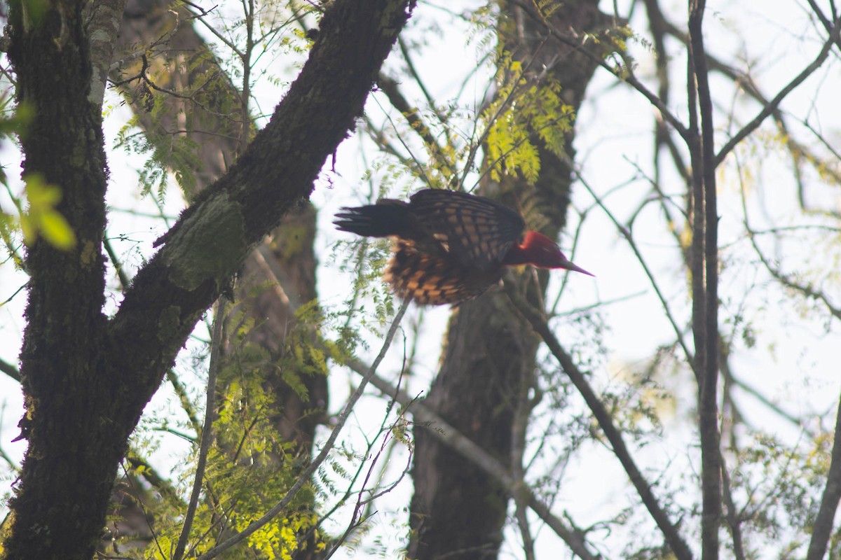 Robust Woodpecker - ML642238359