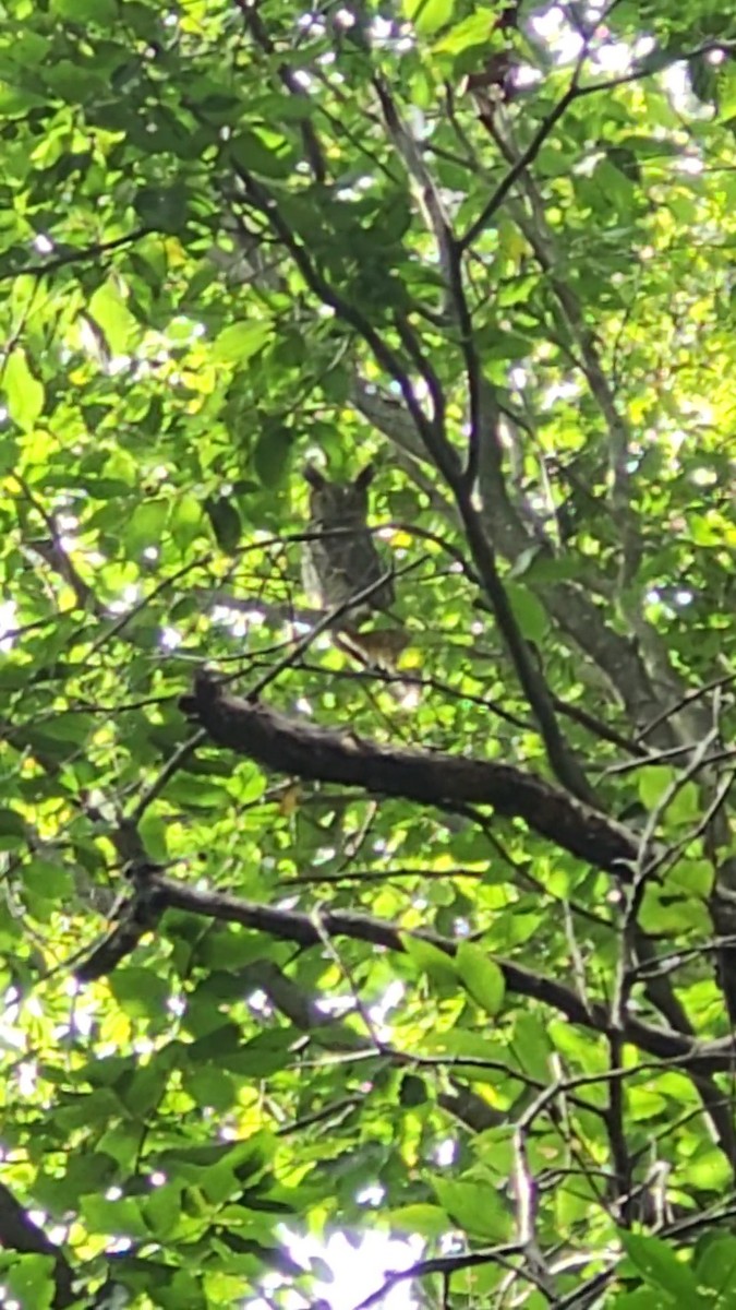 Great Horned Owl - ML642238362