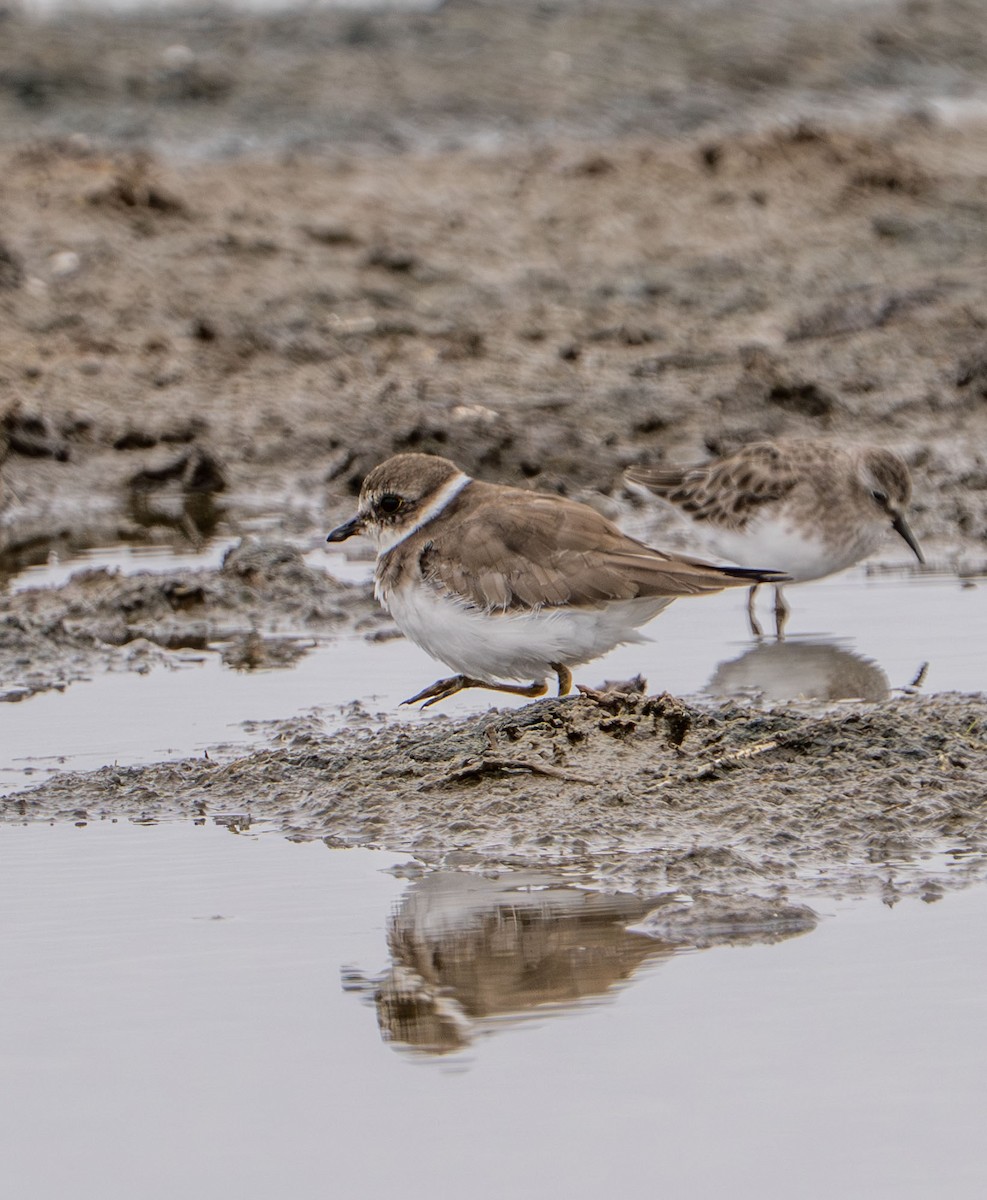 Semipalmated Plover - ML642238380