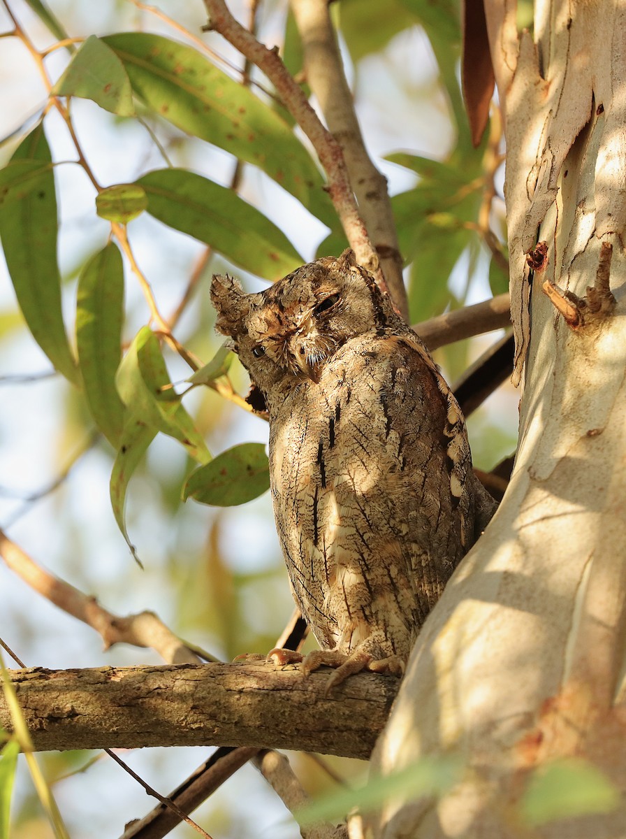 Eurasian Scops-Owl - ML642238385