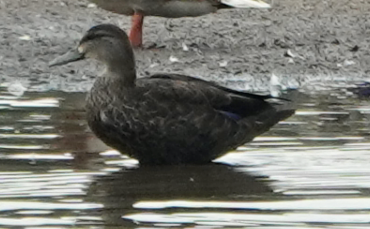 アメリカガモ - ML642238412
