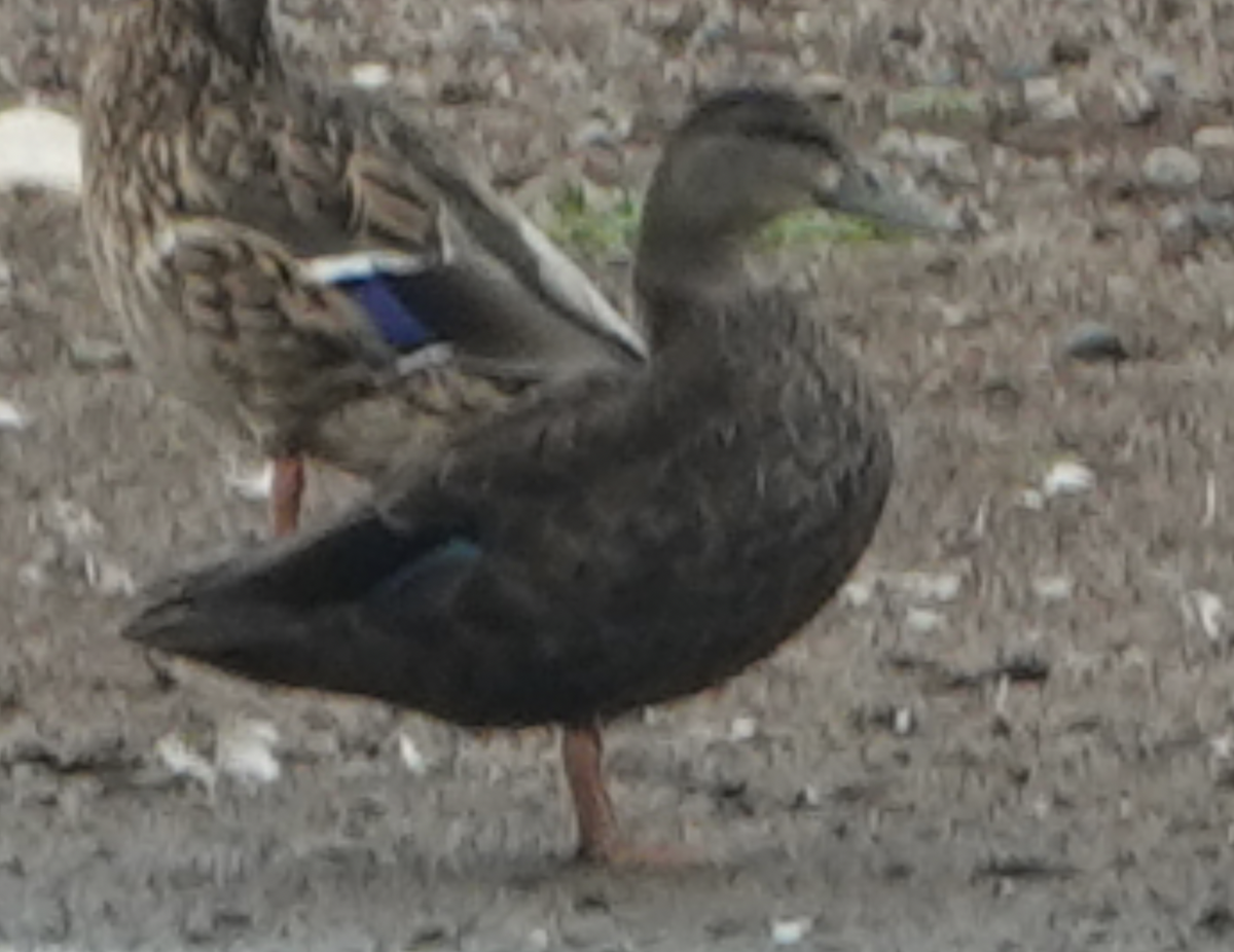 アメリカガモ - ML642238415