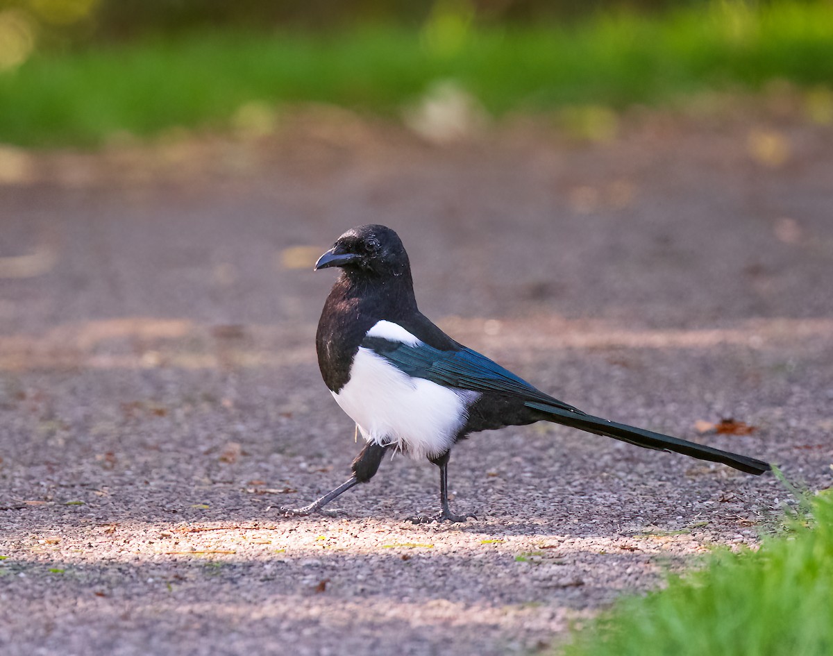 Black-billed Magpie - ML642238420