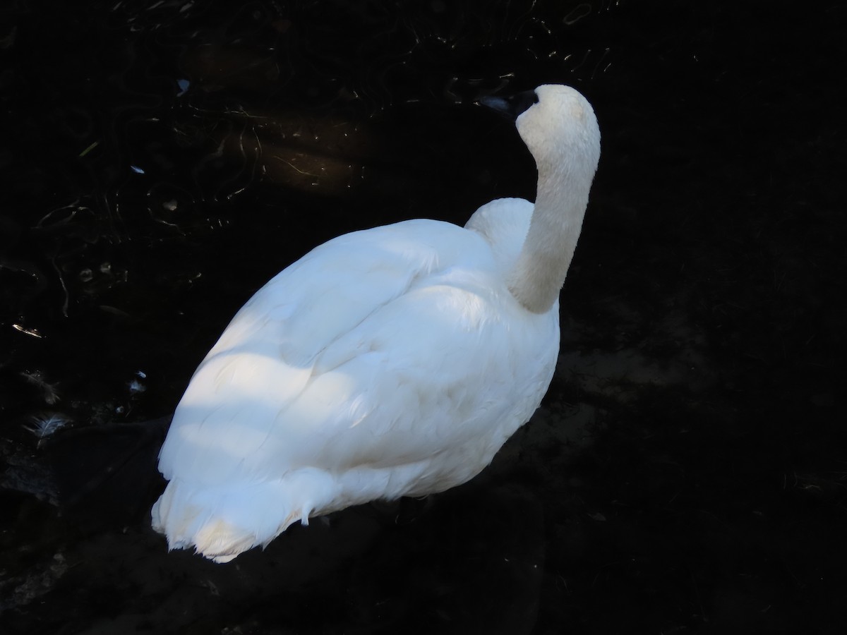 Trumpeter Swan - ML642238421
