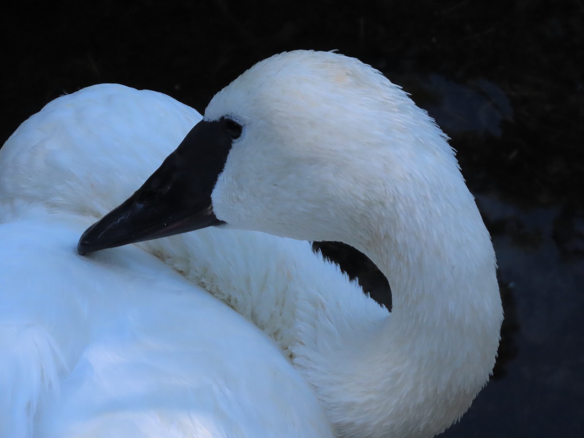 Trumpeter Swan - ML642238422