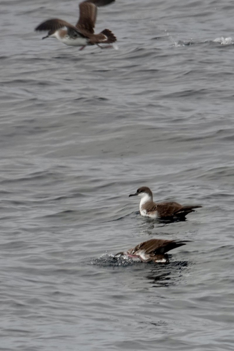Great Shearwater - ML642238428