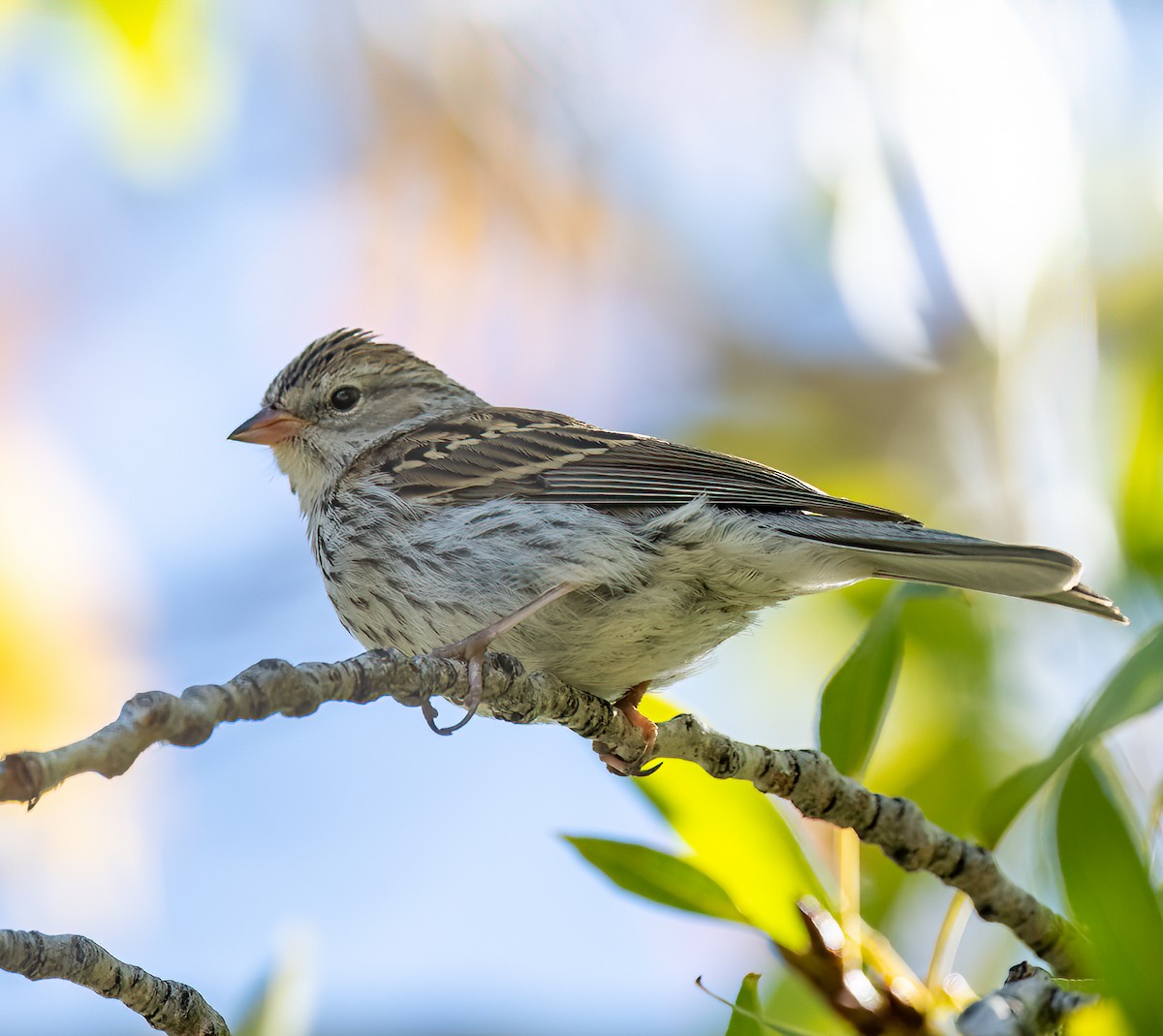 Chipping Sparrow - ML642238441