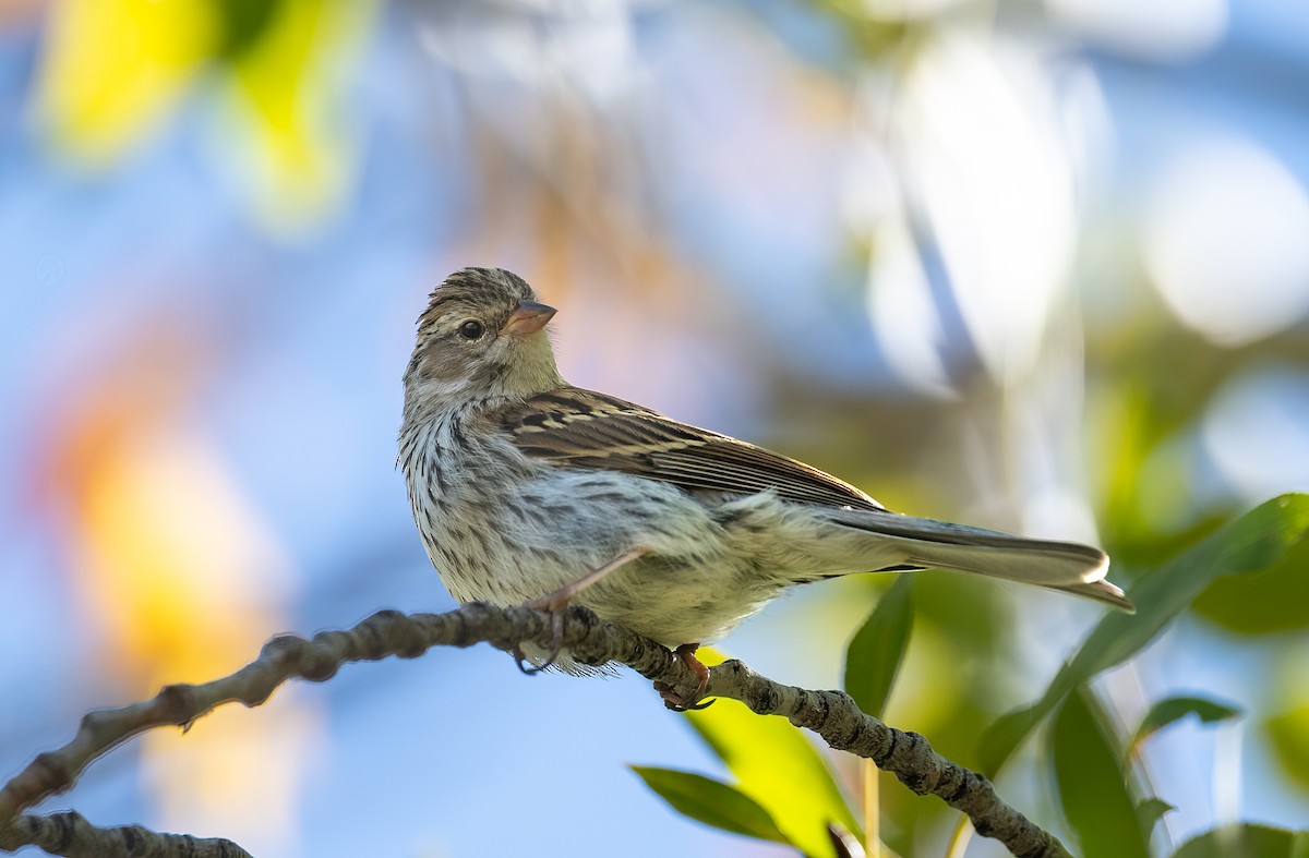 Chipping Sparrow - ML642238442