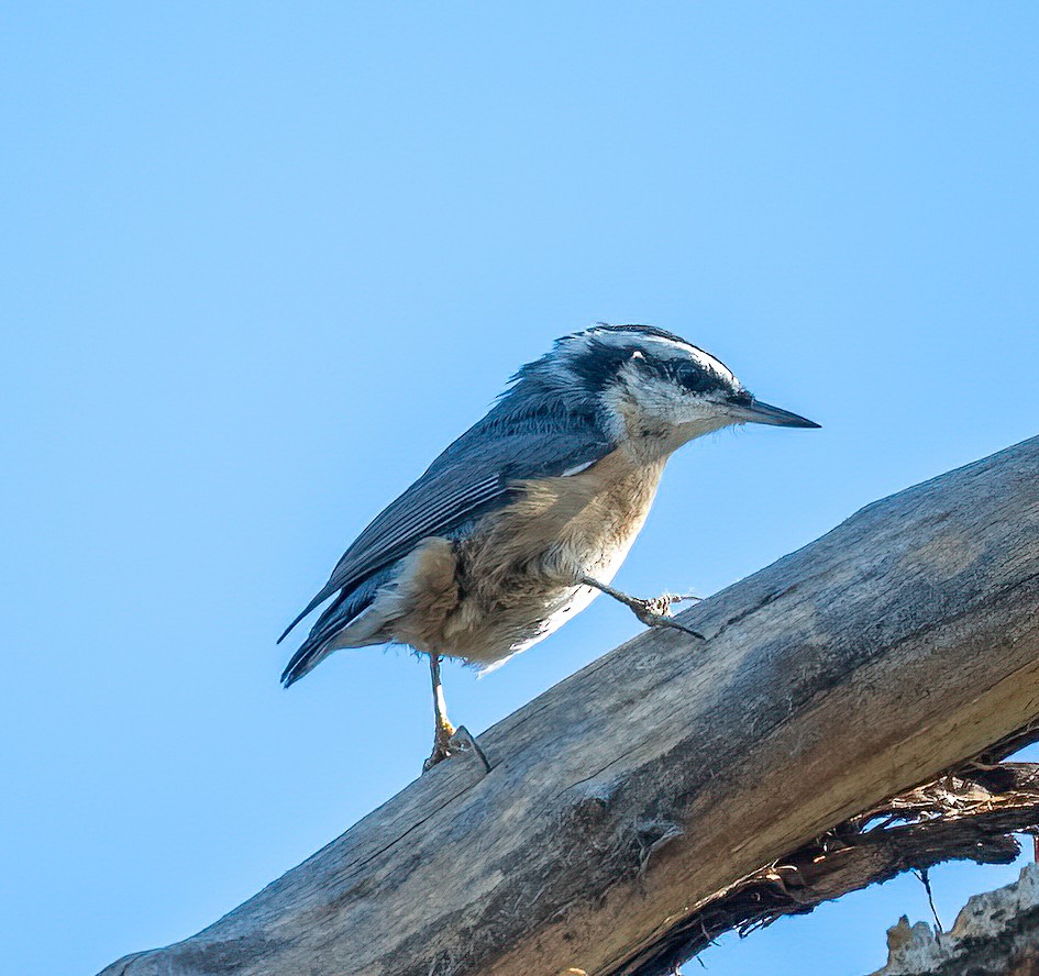 Garrapo kanadarra - ML642238457