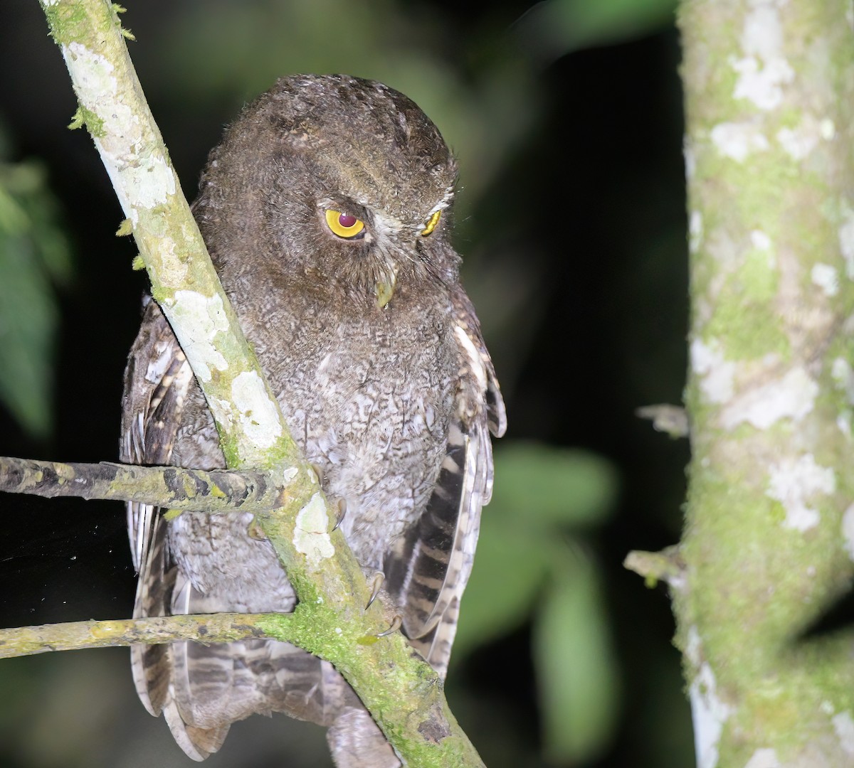 Foothill Screech-Owl - ML642238459