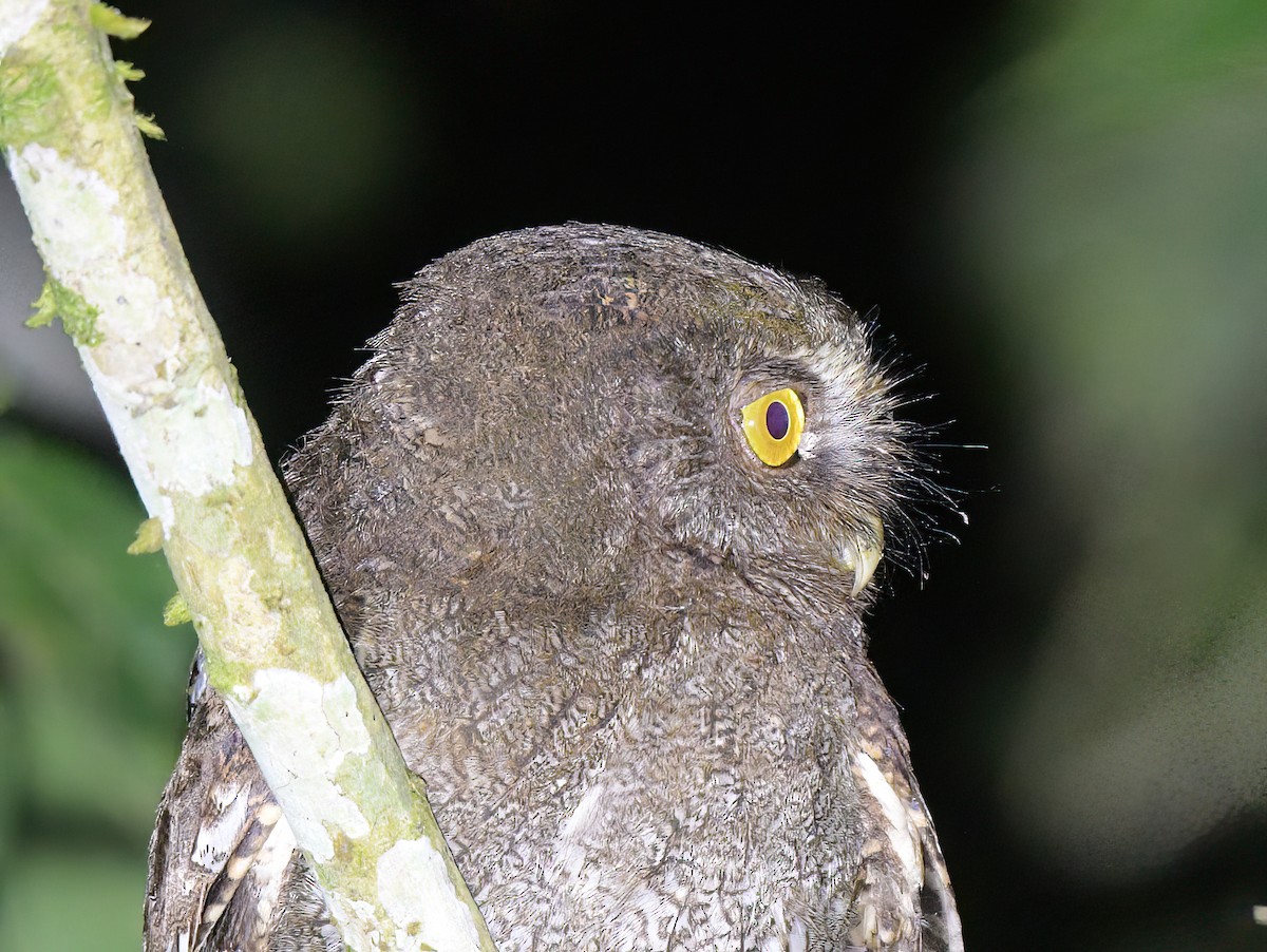 Foothill Screech-Owl - ML642238460