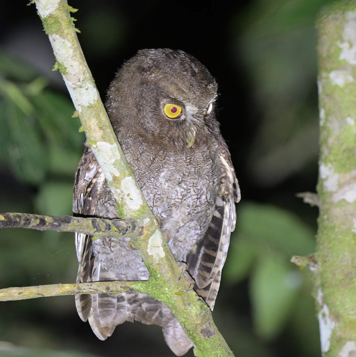 Foothill Screech-Owl - ML642238461