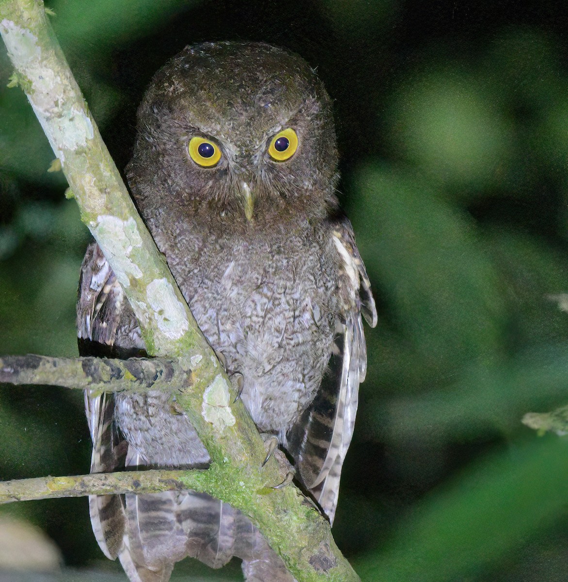 Foothill Screech-Owl - ML642238462