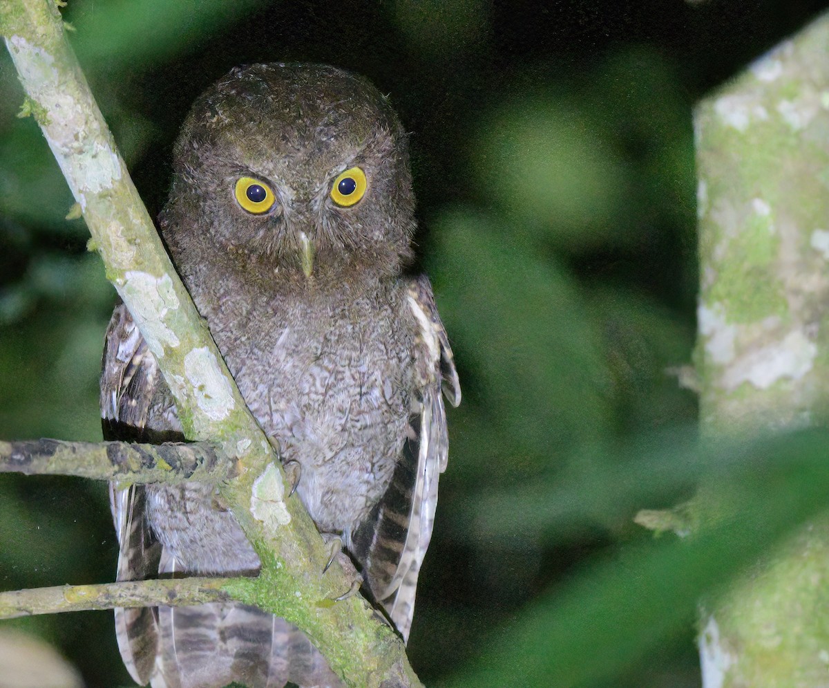 Foothill Screech-Owl - ML642238463