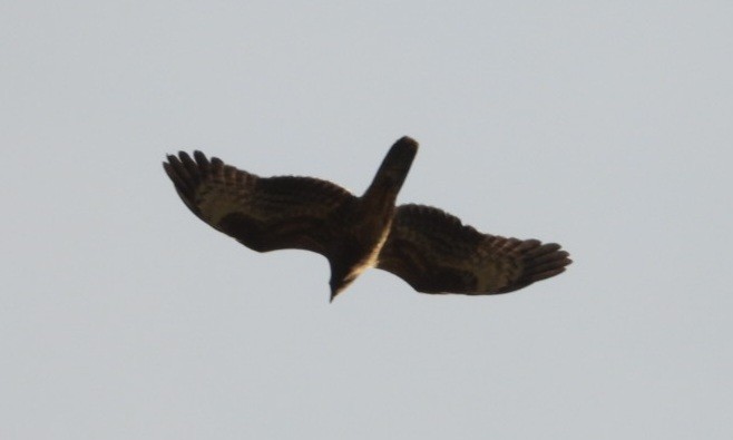 European Honey-buzzard - ML642238473