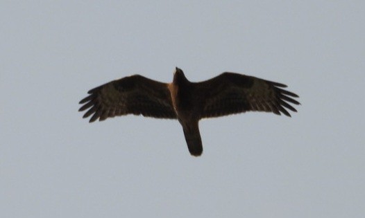 European Honey-buzzard - ML642238474