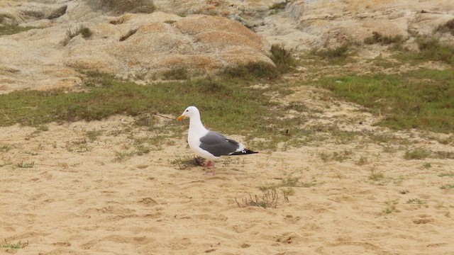 Western Gull - ML642238481