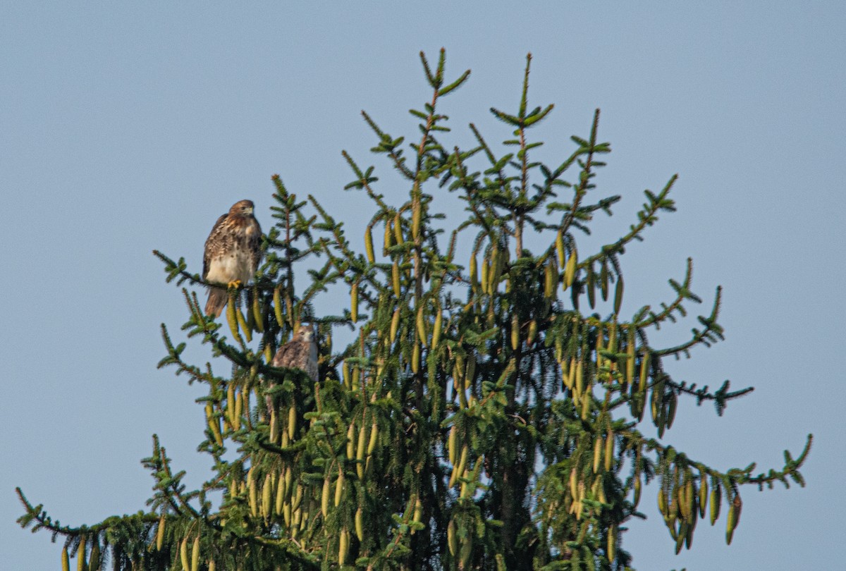 Red-tailed Hawk - ML642238486