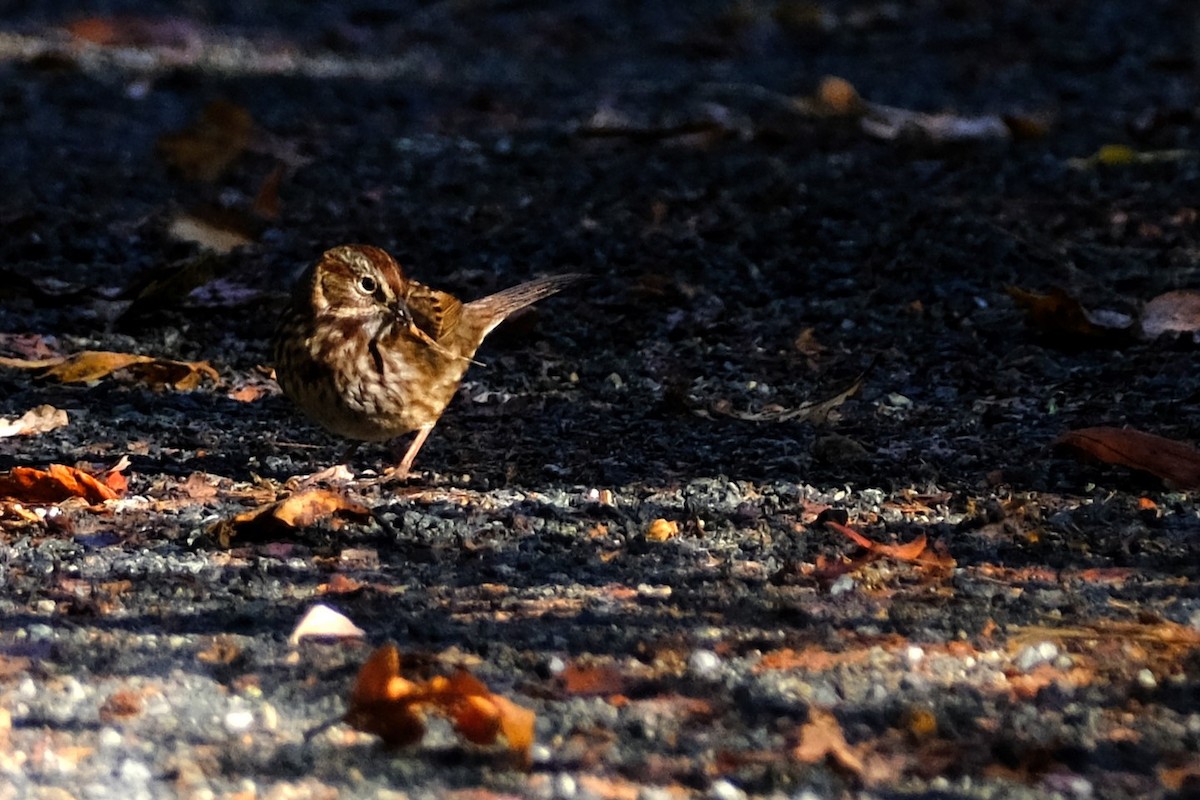 Song Sparrow - ML642238487