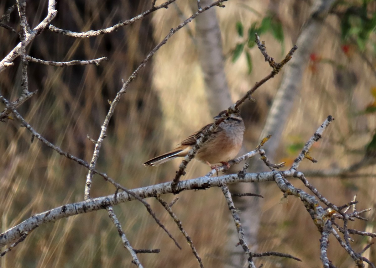 Rock Bunting - ML642238488
