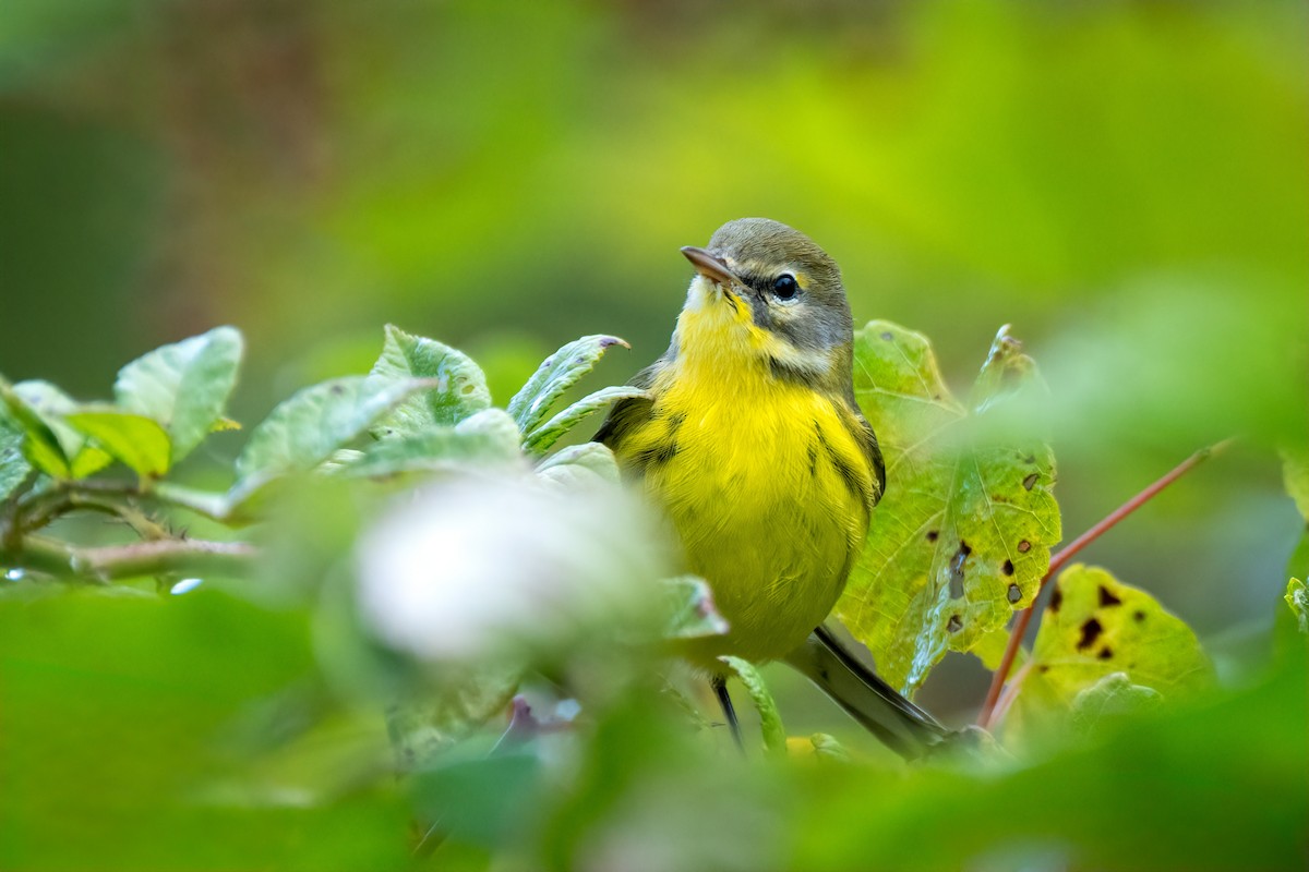 Prairie Warbler - ML642238491